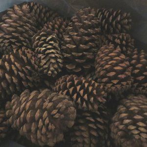 Pinecones
